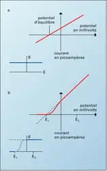 Relations courant-potentiel, et relations potentiel-conductance - crédits : Encyclopædia Universalis France