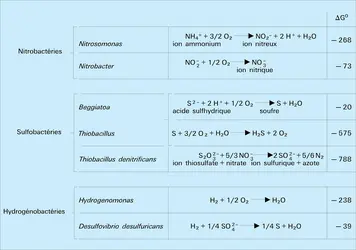 Oxydation par les Bactéries chimiolithotrophes - crédits : Encyclopædia Universalis France