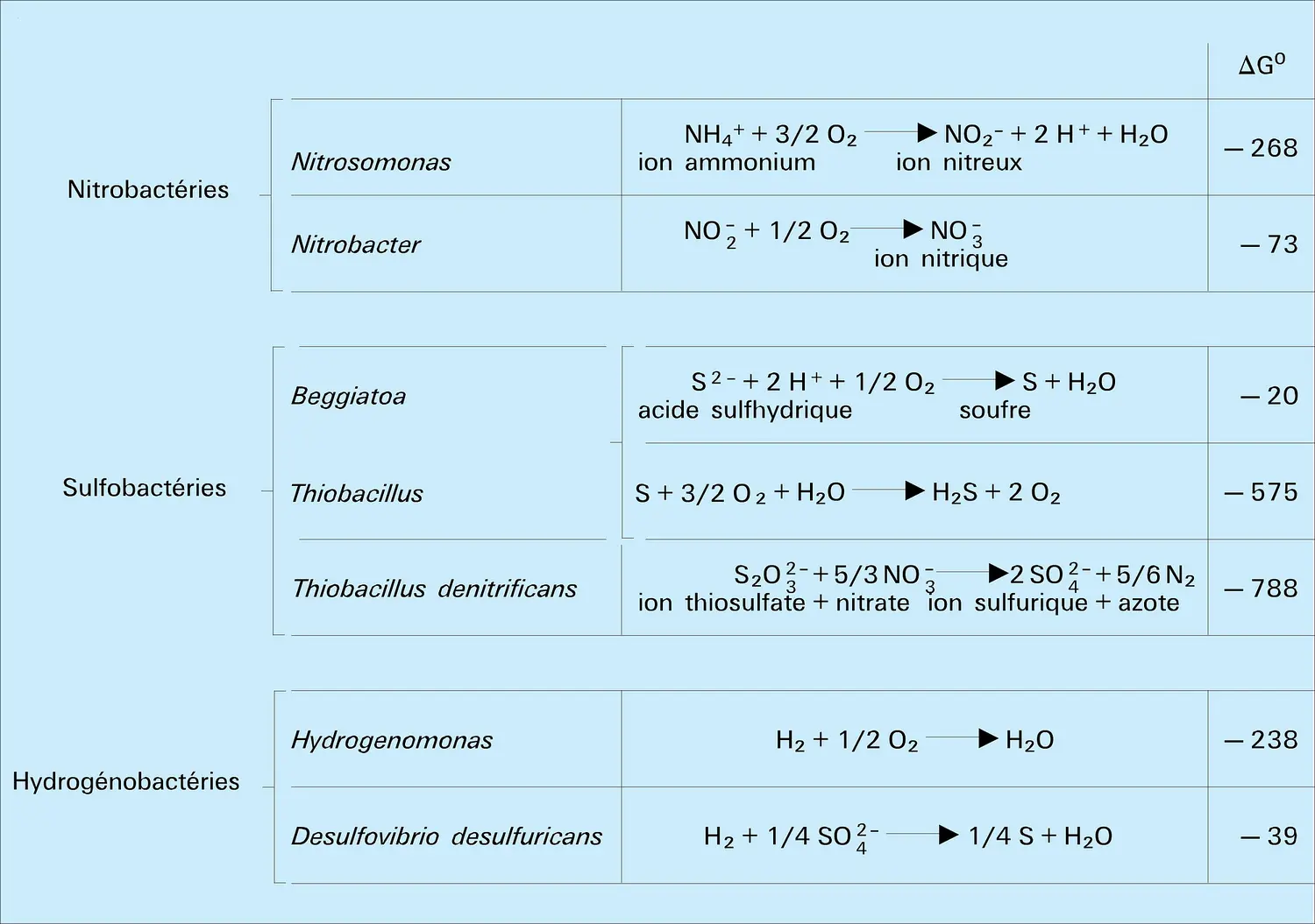 Oxydation par les Bactéries chimiolithotrophes