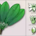 Baillonella toxisperma - crédits : Encyclopædia Universalis France