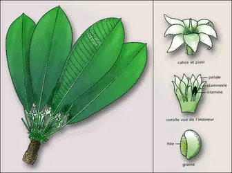 Baillonella toxisperma - crédits : Encyclopædia Universalis France