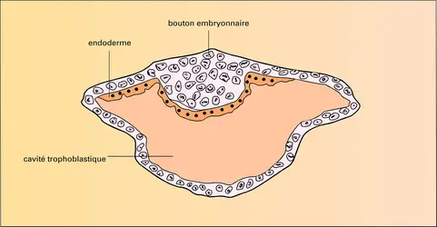 Embryon de murin - crédits : Encyclopædia Universalis France