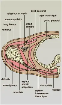 Articulation scapulo-thoracique