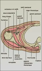 Articulation scapulo-thoracique - crédits : Encyclopædia Universalis France