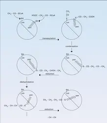 Synthétase de levure - crédits : Encyclopædia Universalis France