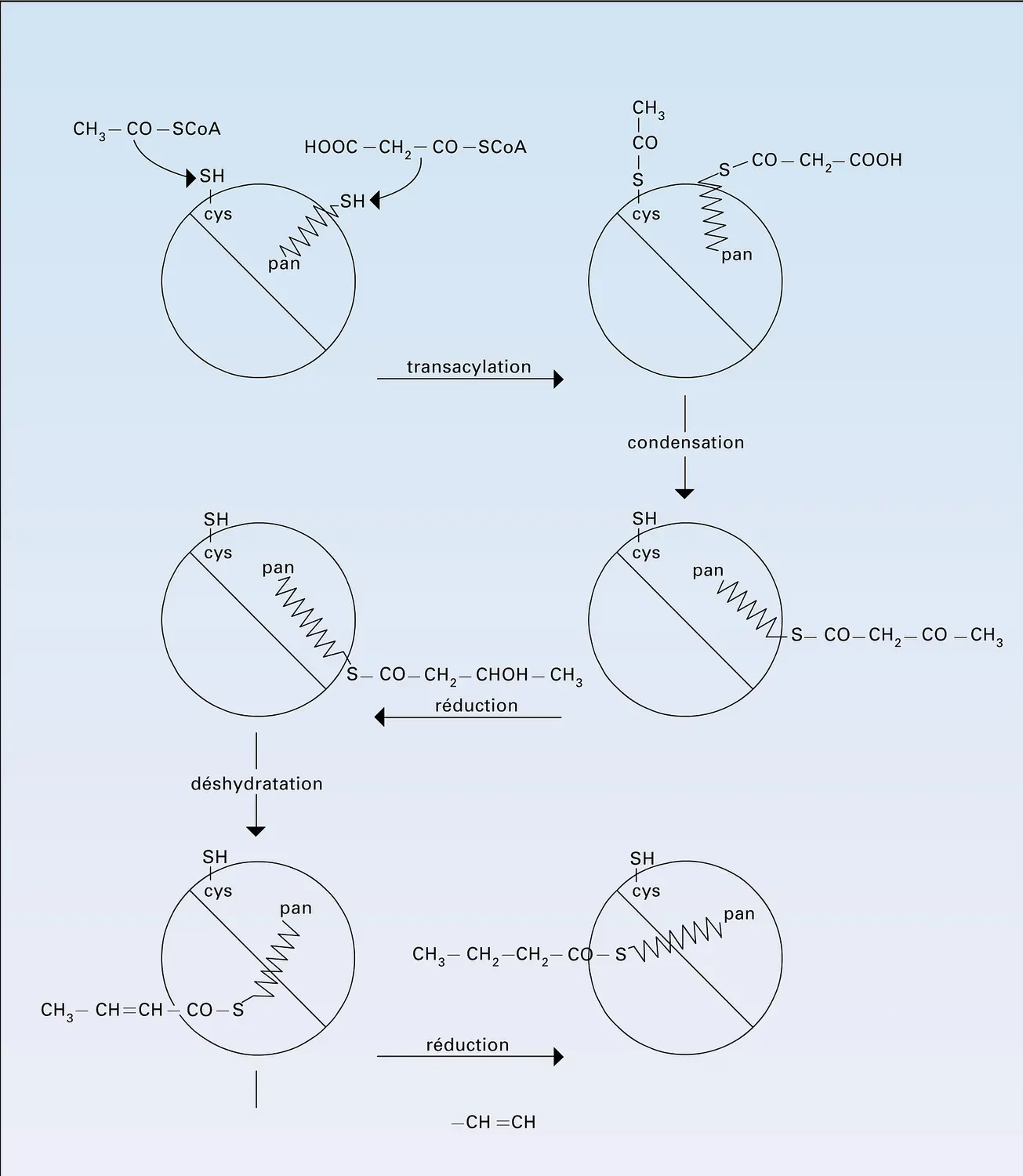 Synthétase de levure