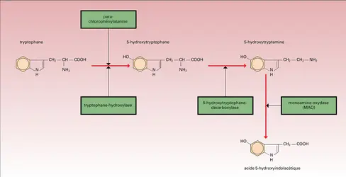 Métabolisme de la 5-hydroxytryptamine - crédits : Encyclopædia Universalis France