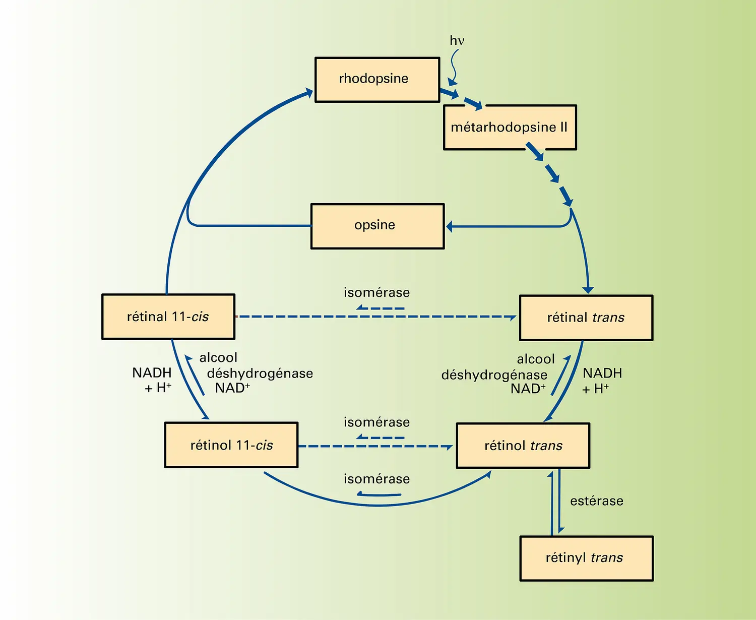 Cycle de la rhodopsine