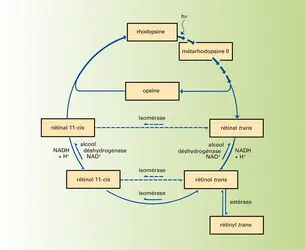 Cycle de la rhodopsine - crédits : Encyclopædia Universalis France