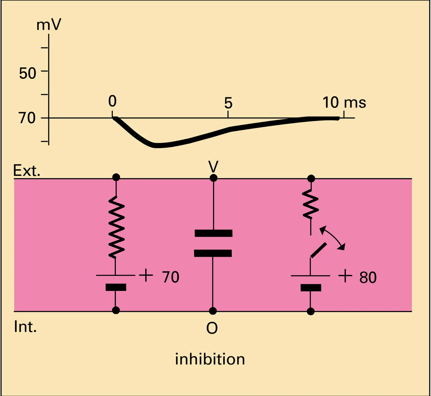 Accroissements de perméabilité intramembranaire - vue 2