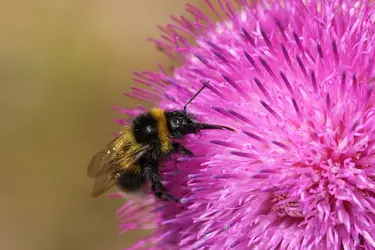 Pollinisateur en action - crédits : L. Casagrande-Fioretti