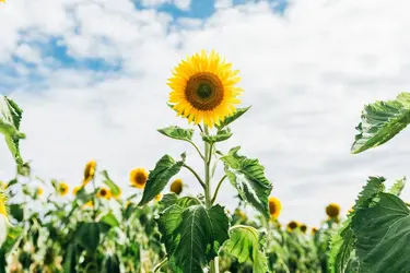 Tournesols - crédits : Naomi Rahim/ Moment/ Getty Images