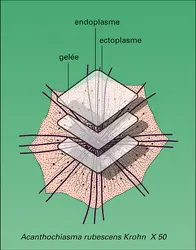 Acanthaires - crédits : Encyclopædia Universalis France