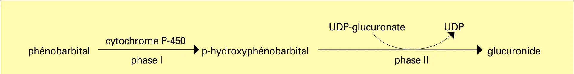 Phénobarbital - crédits : Encyclopædia Universalis France