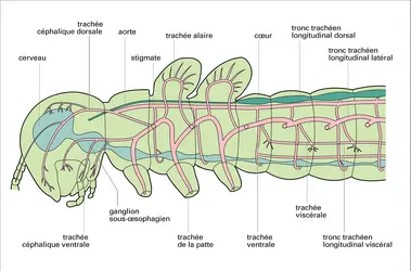 Système respiratoire - crédits : Encyclopædia Universalis France