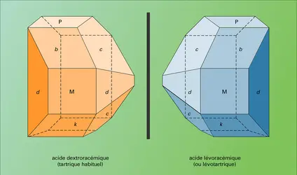 Acides dextroracémique et lévoracémique - crédits : Encyclopædia Universalis France