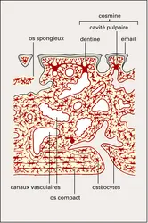 Dipneuste primitif : écaille cosmoïde - crédits : Encyclopædia Universalis France