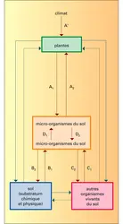 Interaction entre la microflore et les autres composantes - crédits : Encyclopædia Universalis France