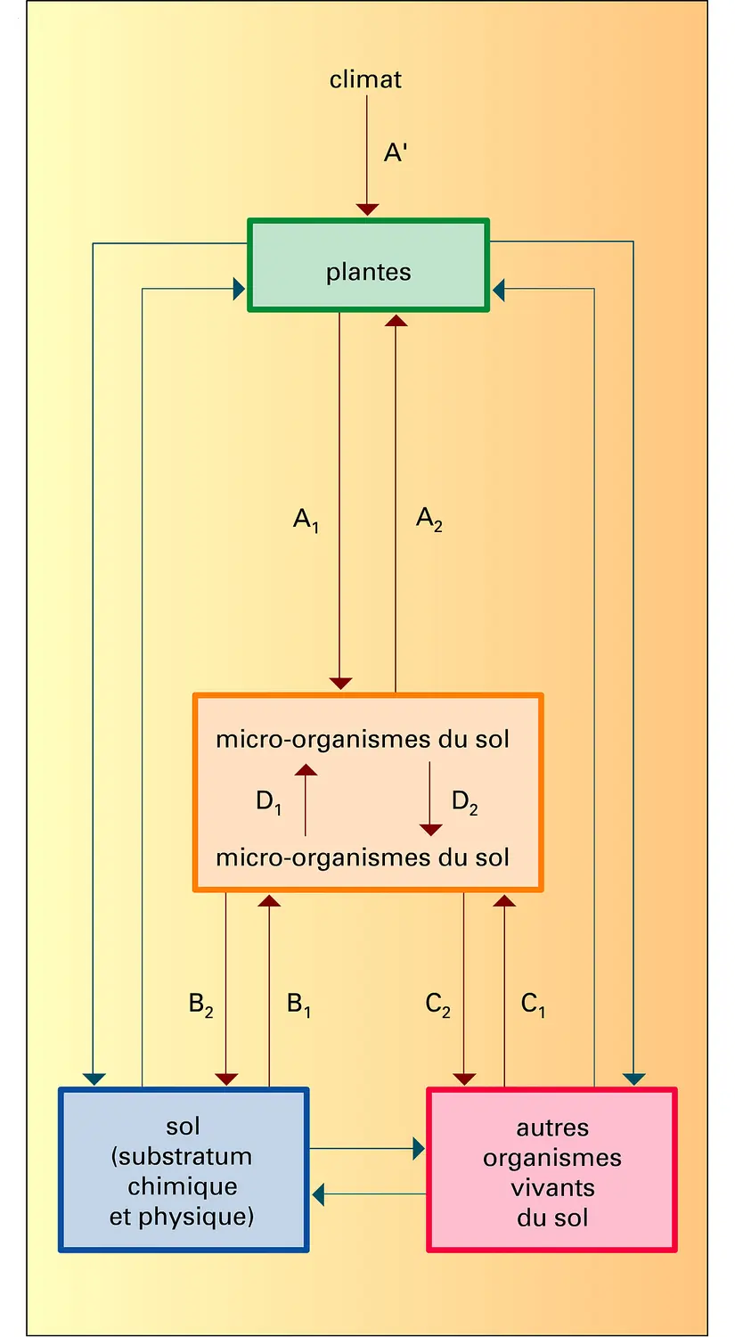 Interaction entre la microflore et les autres composantes