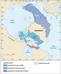 Populations de narvals - crédits : Encyclopædia Universalis France