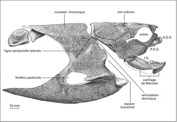 Placodermes : <it>Harrytoombsia elegans</it> - crédits : Encyclopædia Universalis France