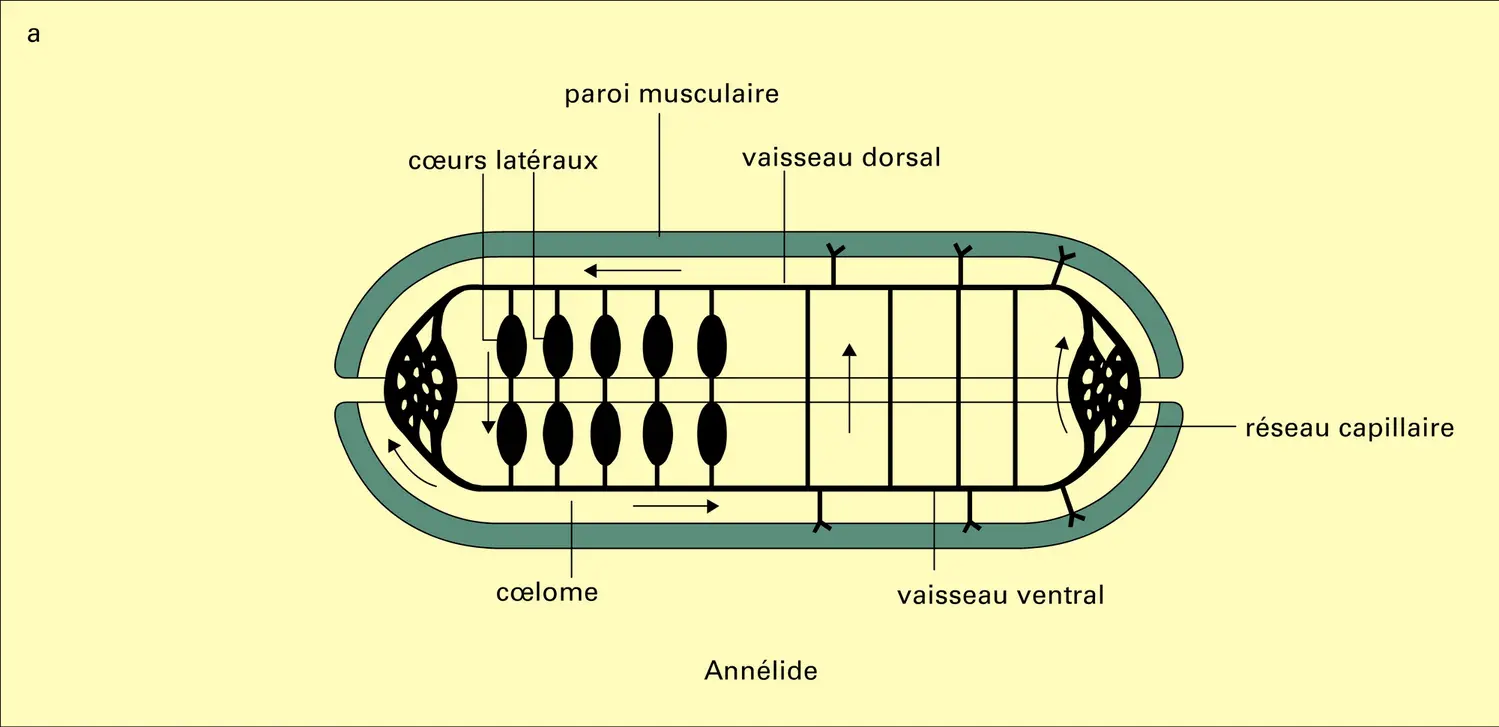 Dispositifs circulatoires - vue 1