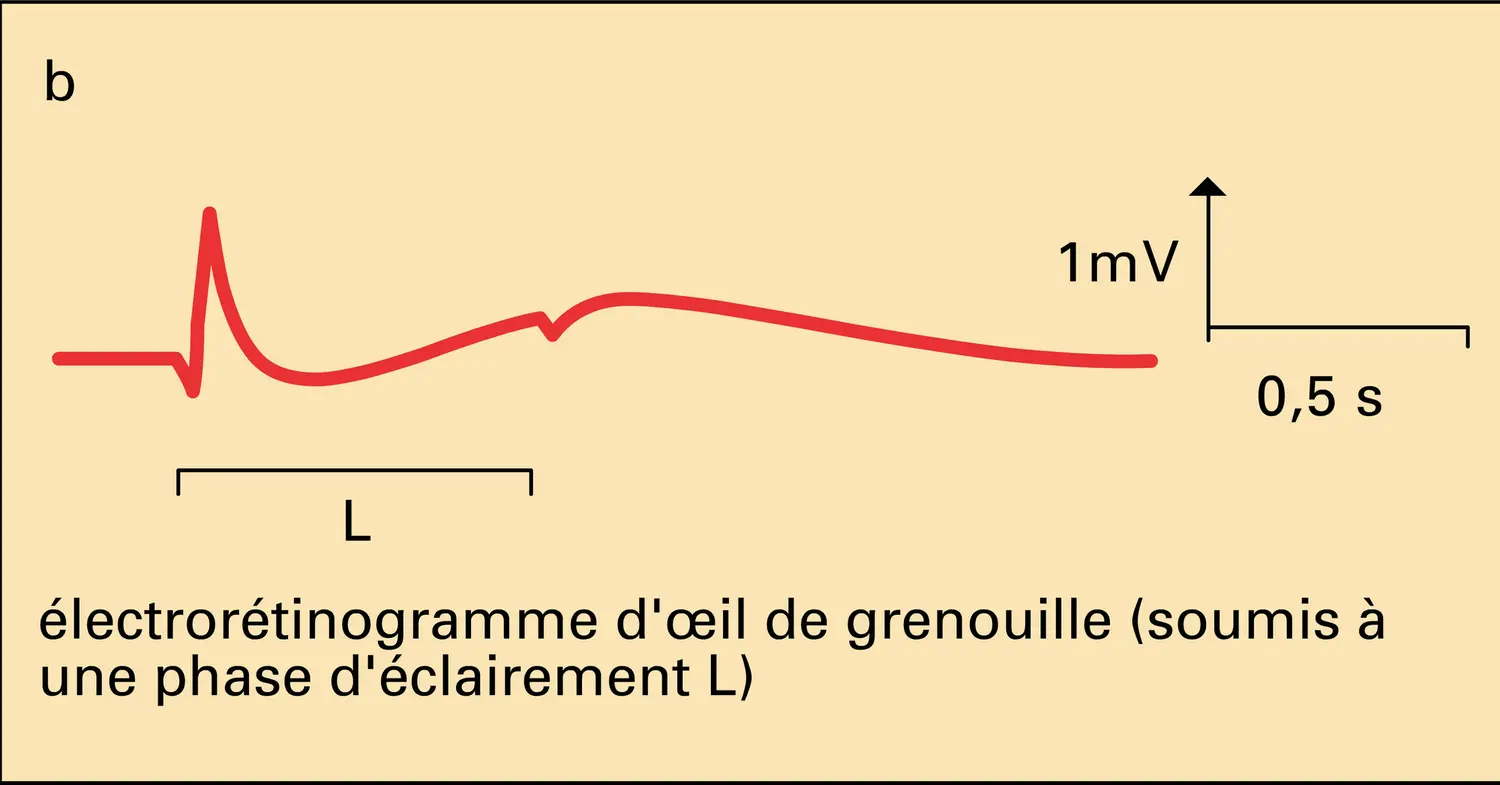 Biopotentiels - vue 2