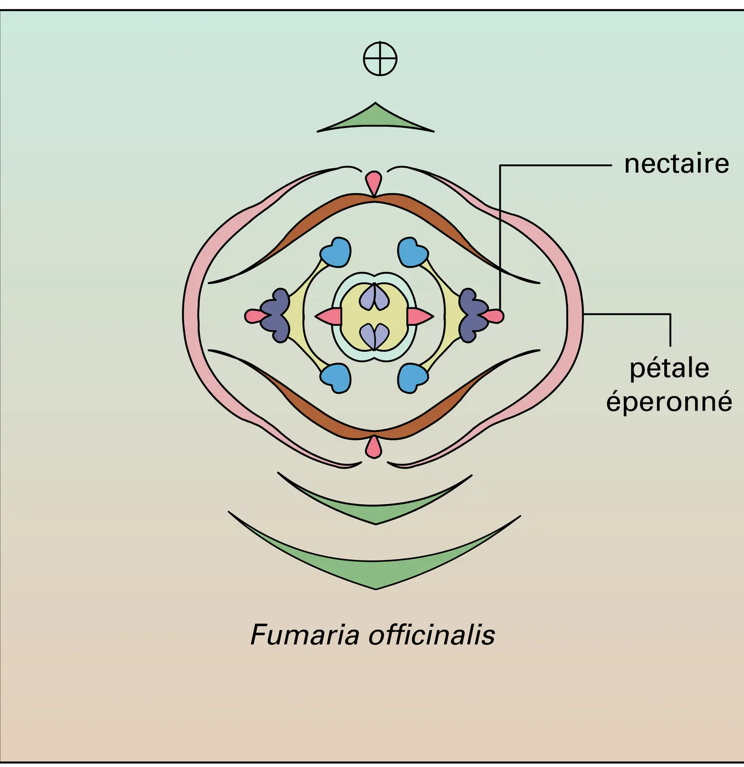 Papavéracées-Fumariacées - vue 4