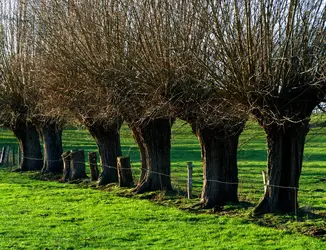 Plantation de saules blancs - crédits : R. Neumann/ Shutterstock