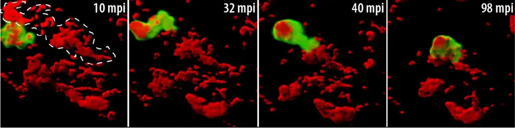 Digestion de bactéries par les neutrophiles du poisson-zèbre - crédits : Jean-Pierre Levraud