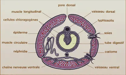 Lumbricus, coupe transversale - crédits : Encyclopædia Universalis France