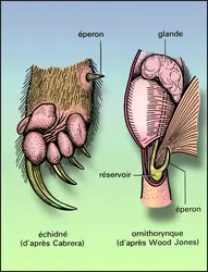 Monotrèmes mâles : pied et éperon - crédits : Encyclopædia Universalis France