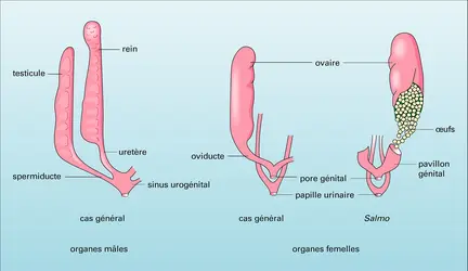 Téléostéens : tractus génital - crédits : Encyclopædia Universalis France