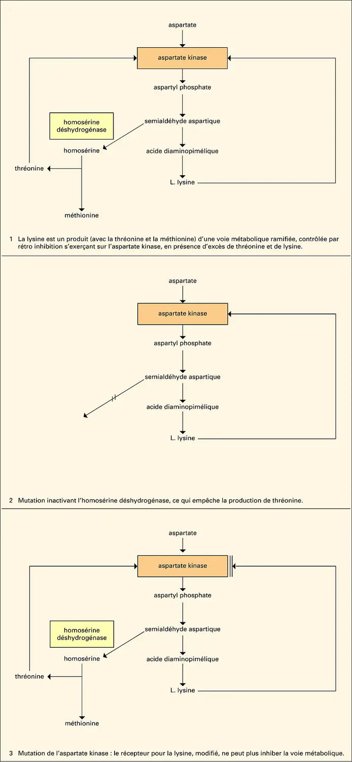 Lysine et thréonine