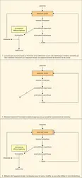 Lysine et thréonine - crédits : Encyclopædia Universalis France