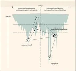 Protéines: paysage énergétique et entonnoir de repliement - crédits : Encyclopædia Universalis France