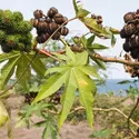 Ricin (fruits) - crédits : CSP_Patrick16/ Fotosearch LBRF/ Age Fotostock