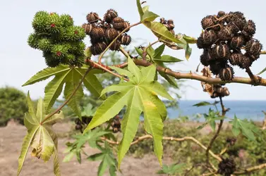 Ricin (fruits) - crédits : CSP_Patrick16/ Fotosearch LBRF/ Age Fotostock