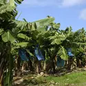 Bananeraie à la Martinique - crédits : Pack-Shot/ Shutterstock