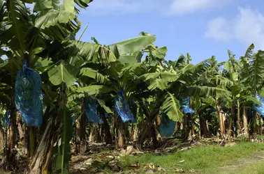 Bananeraie à la Martinique - crédits : Pack-Shot/ Shutterstock