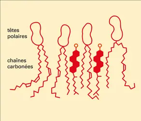 Interaction avec les phospholipides - crédits : Encyclopædia Universalis France