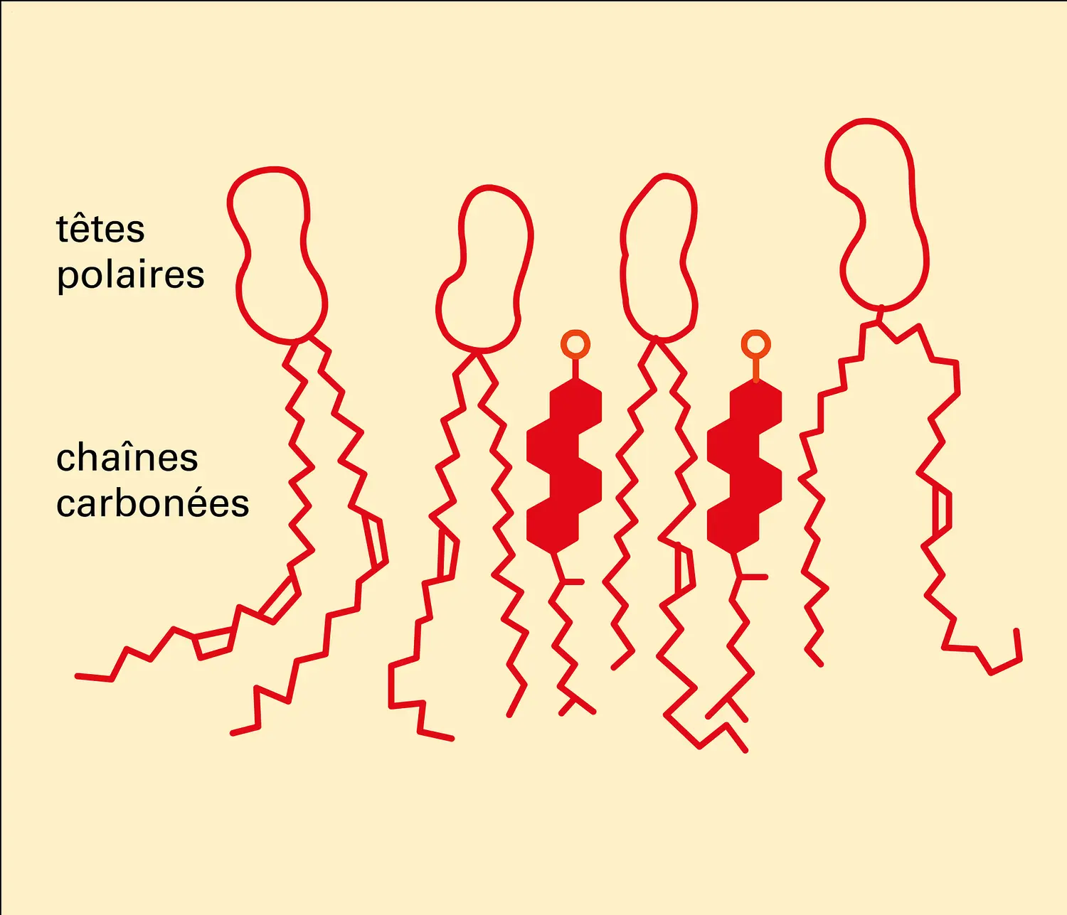 Interaction avec les phospholipides