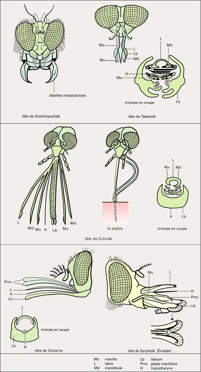 Appareil buccal