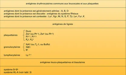 Groupes sanguins leucocyto-placentaires - crédits : Encyclopædia Universalis France