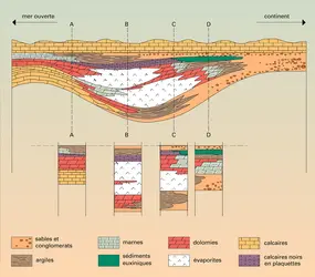 Bassin marin fossilisé - crédits : Encyclopædia Universalis France