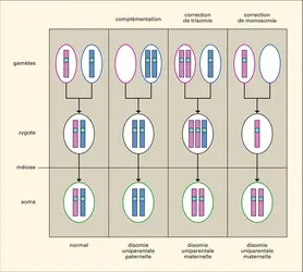 Hérédité familiale : réalisation de disomies uniparentales - crédits : Encyclopædia Universalis France