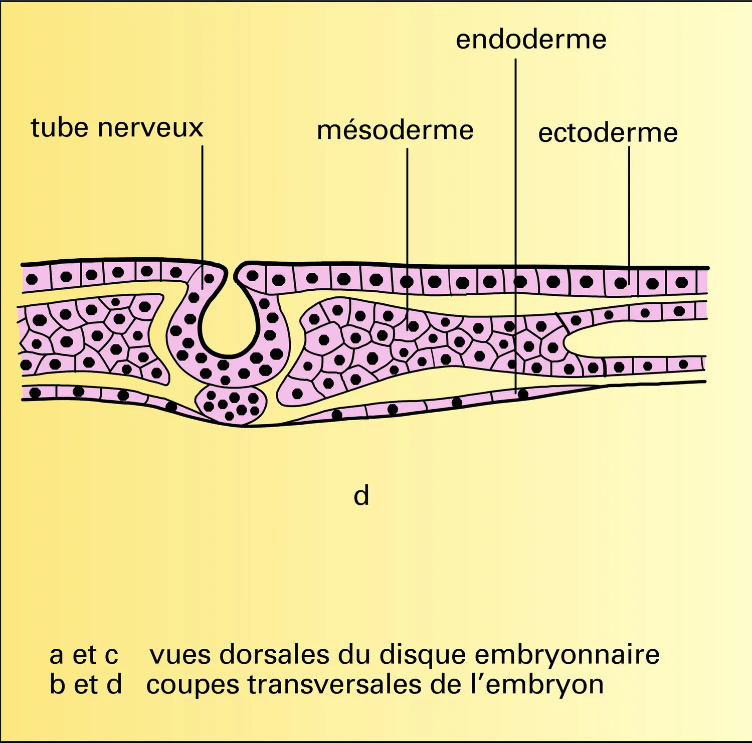 Gastrulation chez les oiseaux - vue 3