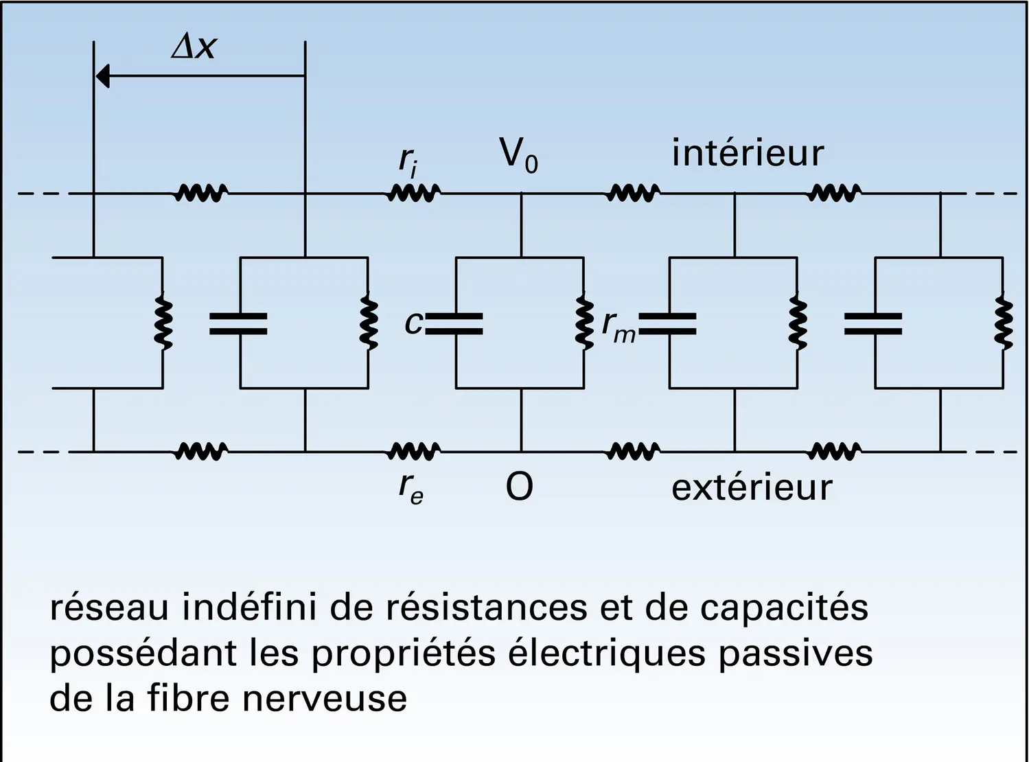 Fibre nerveuse : propriétés physiques - vue 2