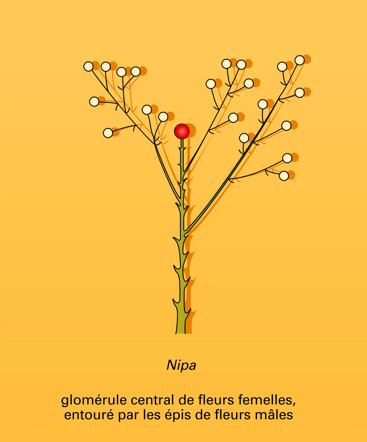 Palmales : inflorescences - vue 4