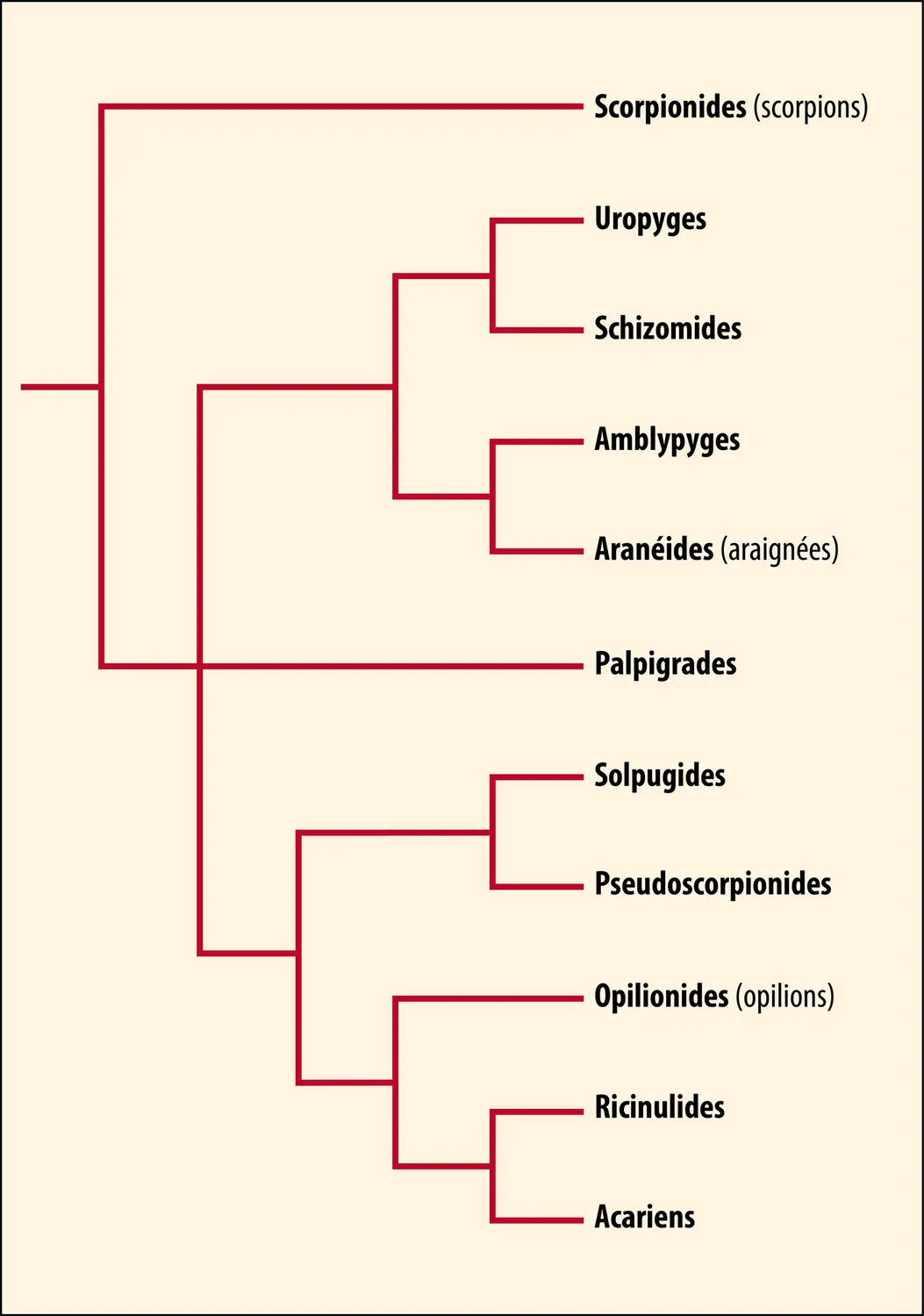 Arachnides : classification